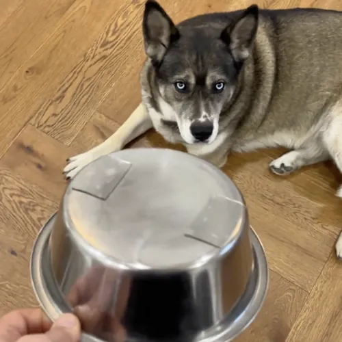 bolt-extractor-pre-1-51